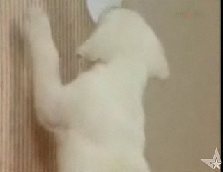 Puppy Steals Toilet Paper
